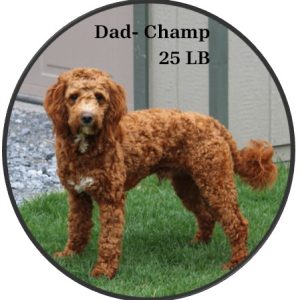 dad